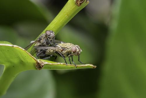 Gilbert coussy#l'amour bête