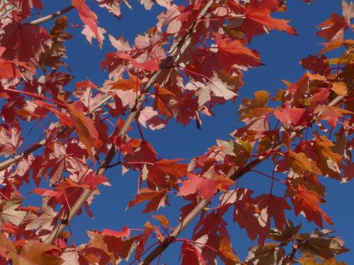 #12#couleur d'automne en l'air