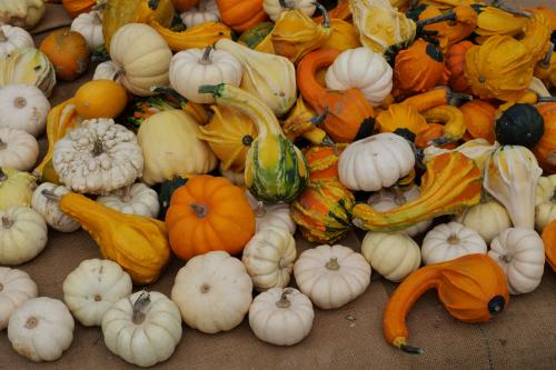 #14#citrouilles courges et potirons