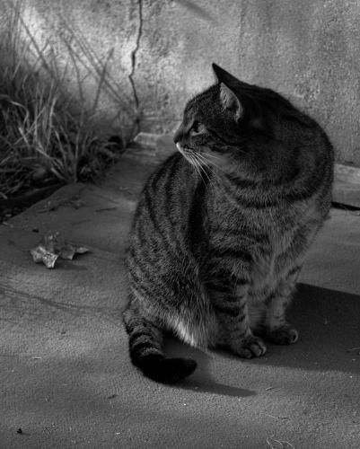 #16#chat