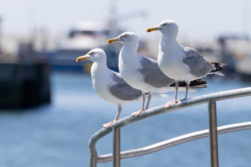 Mathieu vieille#impassibles