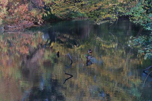 #25#reflets aviaires