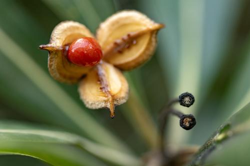 #30#pittosporum en devenir