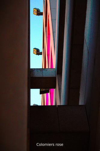 #36#colomiers rose