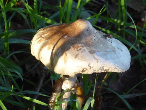 #38#le repas des limaces